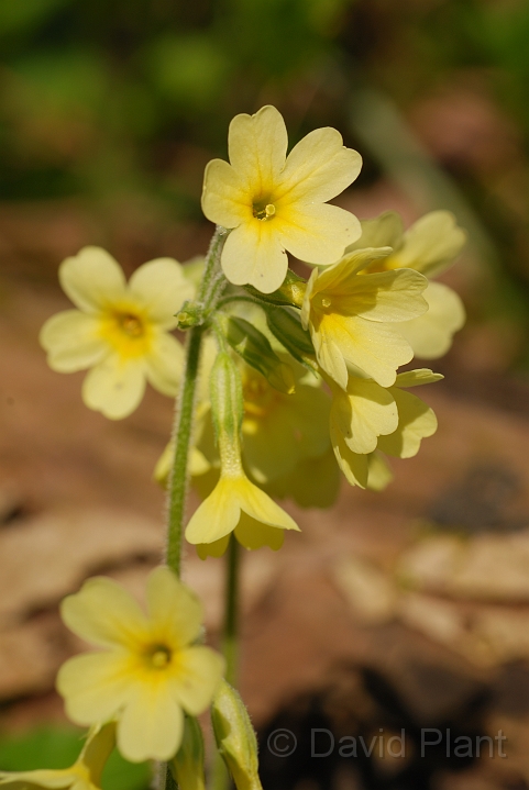 Oxlip flowers - E.jpg - Oxlip flower head - Cambridgeshire